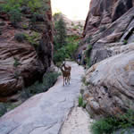 Observation Point Trail